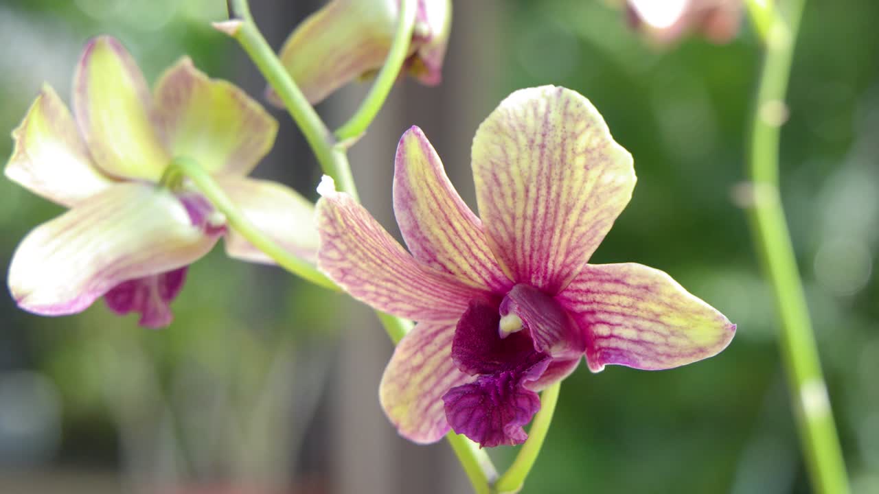 Scatto macro ravvicinato di un'orchidea in fiore con petali gialli e un centro viola.