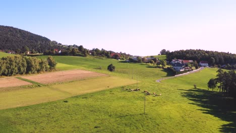 Catlle-herd-grazing-on-mountain-pasture,-aerial-footage,-rural-scene,-4k-UHD,-high-angle,-ecological-agriculture,-dairy-farm