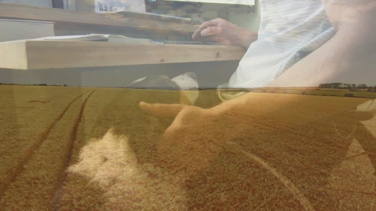 Typing on keyboard, hands over golden wheat field with animation elements