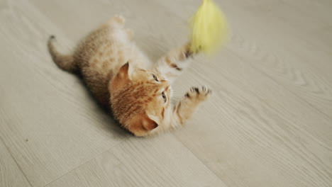 ginger kitten plays with the owner, grabs a toy with its paws