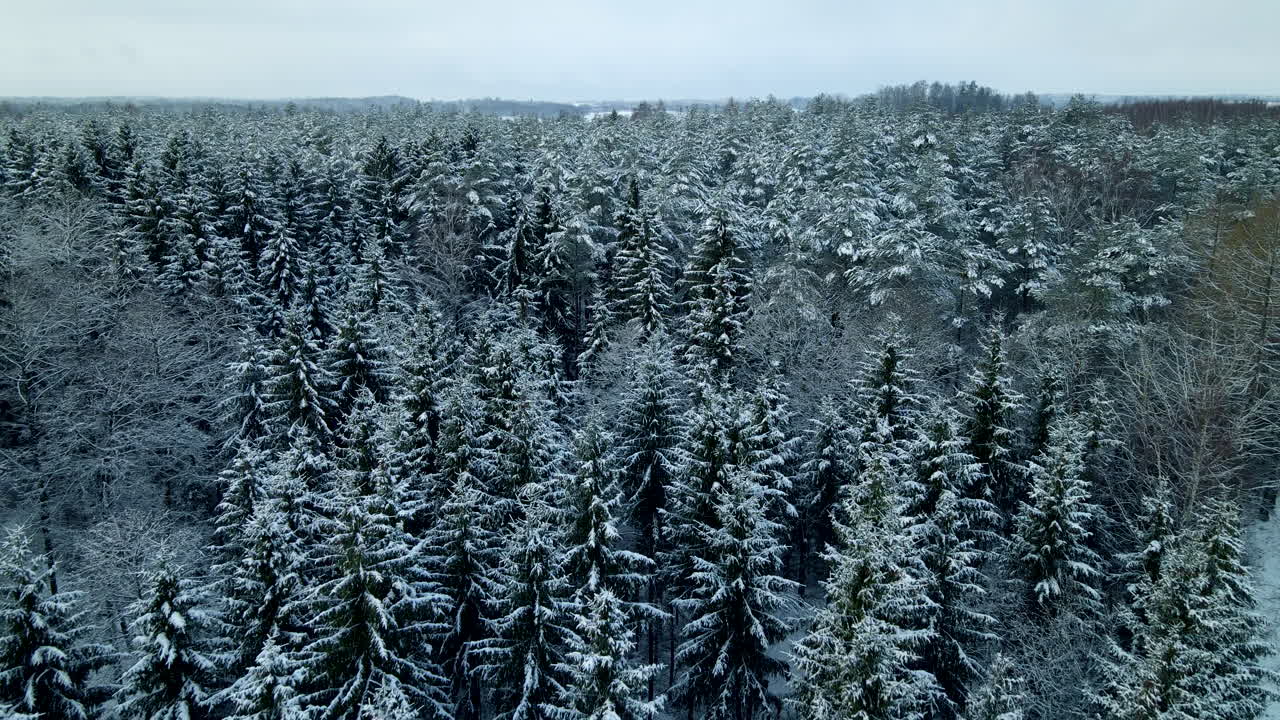En stor skov med grønne fyrretræer dækket af hvid sne på en overskyet dag.