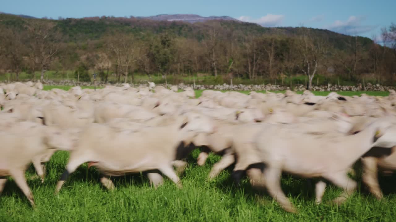 Una panoramica laterale della telecamera segue un gregge di pecore di colore chiaro che corrono insieme attraverso un rigoglioso pascolo verde in aperta campagna, con alberi e colline in lontananza sotto un cielo azzurro.