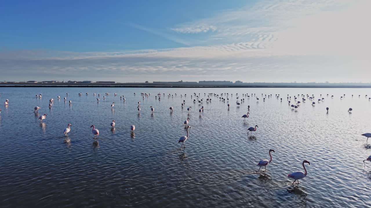 Flamingos wade through shallow water at a wetland during daylight