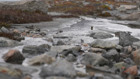 Cerca-De-La-Corriente-De-Agua-En-El-Paisaje-De-Groenlandia,-El-Fiordo-De-Segelsällskapet