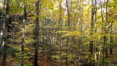 closeup aerial view of nature: drone captures intimate details of autumn leaves in a european mixed forest, side-sliding to reveal the richness of fall colors