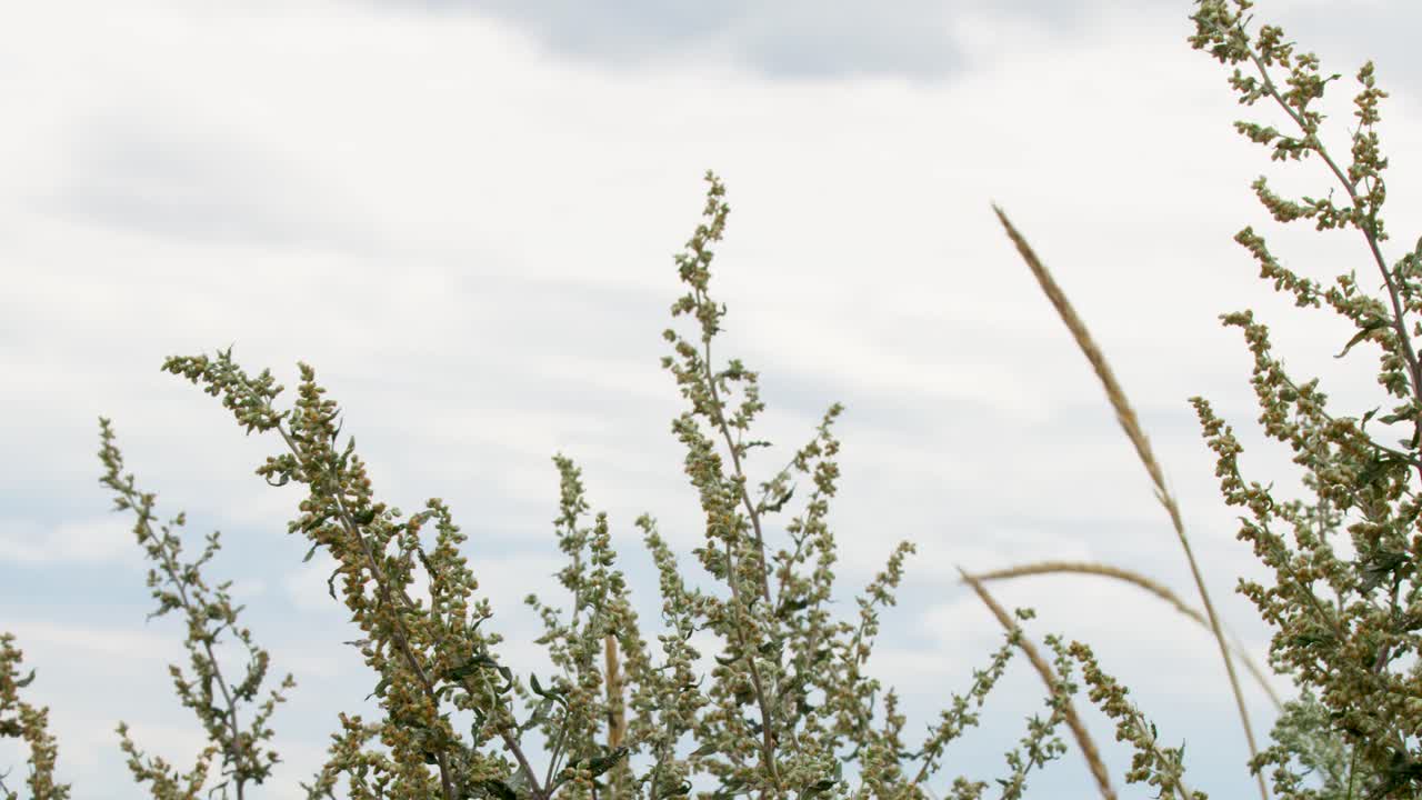 Green shoreline plants sway gently in the wind under soft, overcast daylight with steady framing