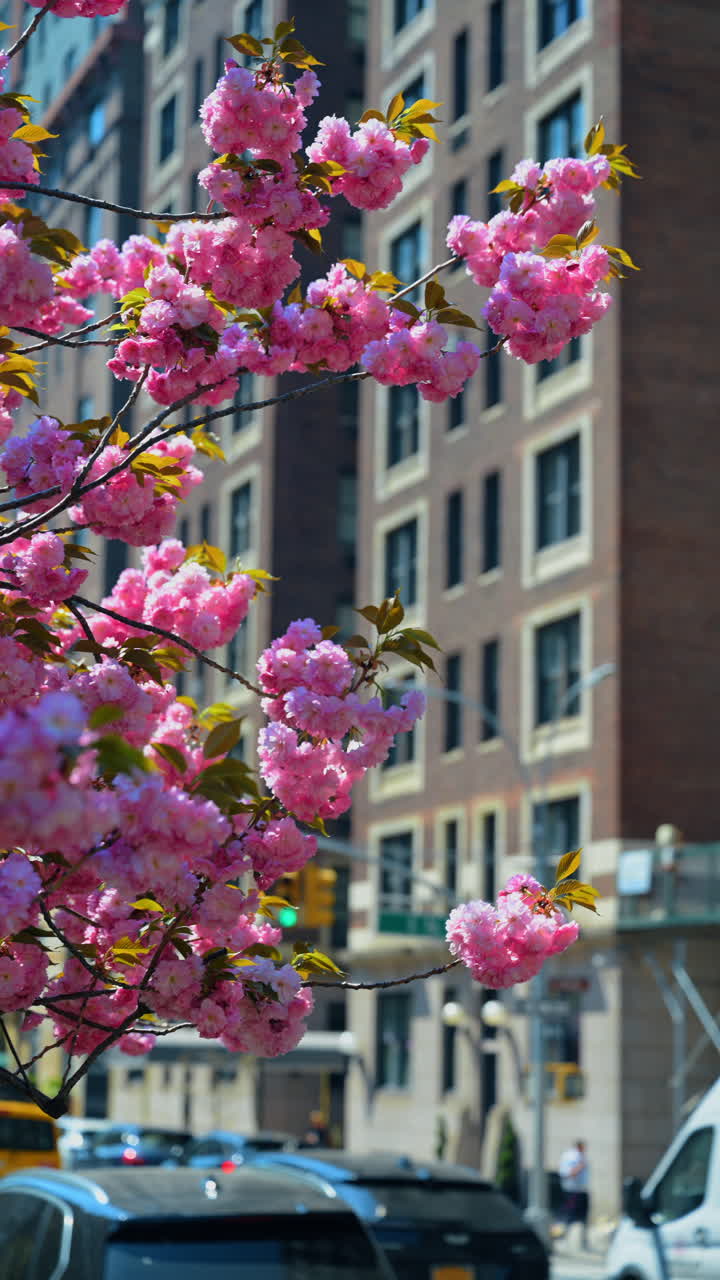 Galho de cerejeira em flor contra a arquitetura clássica de Nova Iorque. Vista detalhada de flores cor-de-rosa com edifícios de apartamentos de tijolos desfocados no fundo de Manhattan