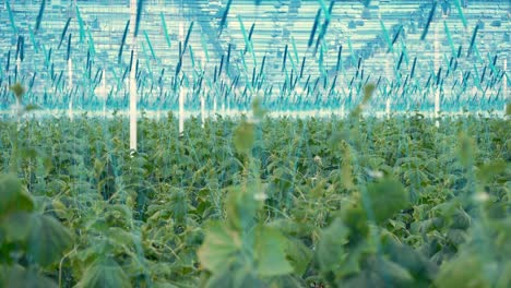 muchas plantas de pepino en el invernadero.