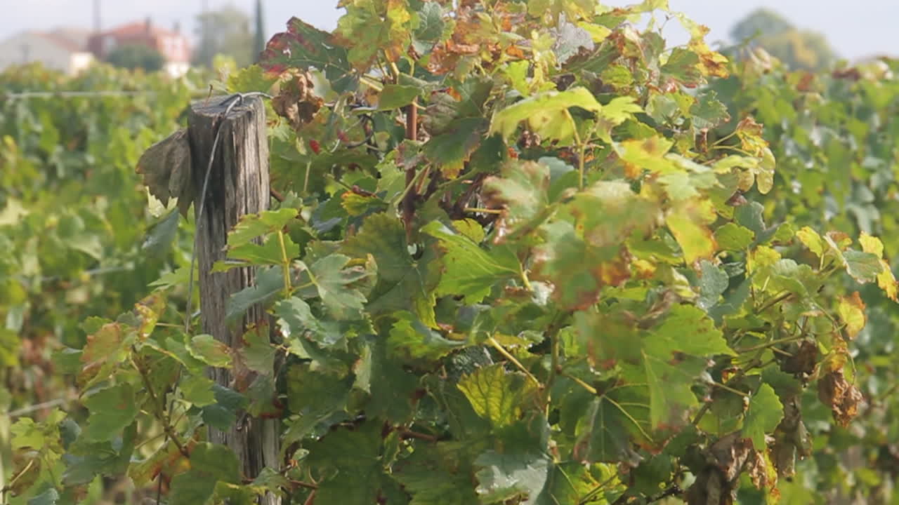 Vineyard with vines and leaves