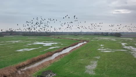 Langer-Zeitlupenschuss-Aus-Der-Luft-Eines-Großen-Vogelschwarms,-Der-An-Einem-Bewölkten-Tag-über-Einen-Graben-In-Einem-Feuchten-Grünen-Feld-Fliegt