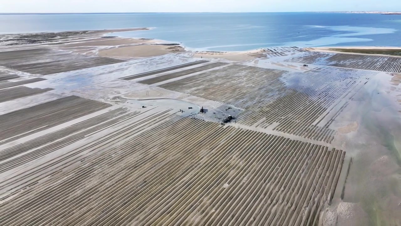 Drone aerial view of active shellfish aquaculture operations in Dakhla Lagoon, featuring cultivation grids, service vehicles, and tidal channels within one of Morocco's leading marine farming regions