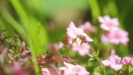 Handgehaltene-Statische-Aufnahme-Einer-Schwebfliege,-Die-In-Blassrosa-Blüten-Nach-Nektar-Sucht