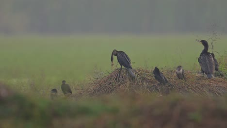 snake bird ,great cormorant and little cormorant in one frame resting in wetland