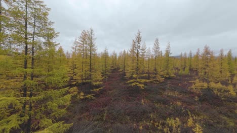 autumnal taiga forest