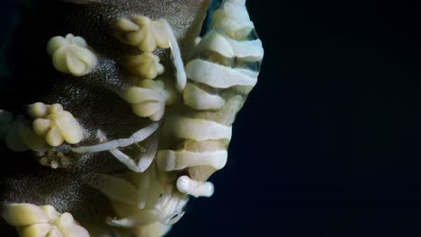 Anker's-Whip-Coral-Shrimp-Pontonides-ankeri-Lembeh-4k-25fps