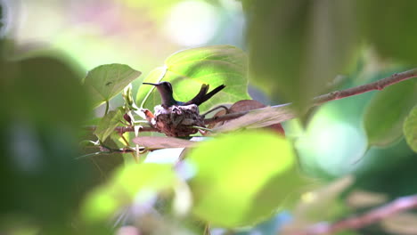 Una-Hembra-De-Colibrí-Esmeralda-Cubana-Se-Sienta-En-Su-Nido