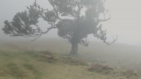 Toma-Panorámica-Mujer-Asiática-Sale-Del-Marco,-Entorno-De-Niebla-Del-Bosque-De-Laurel