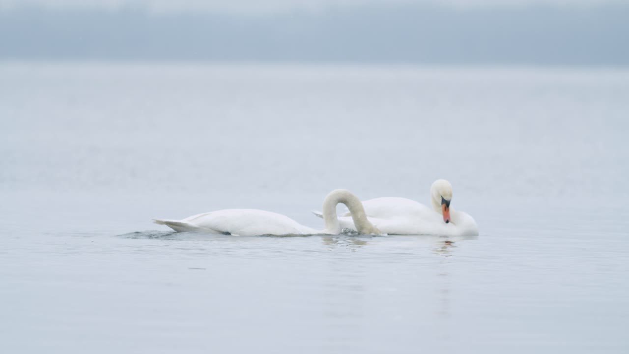 cisne mudo salvaje comiendo hierba primer plano submarino en día nublado