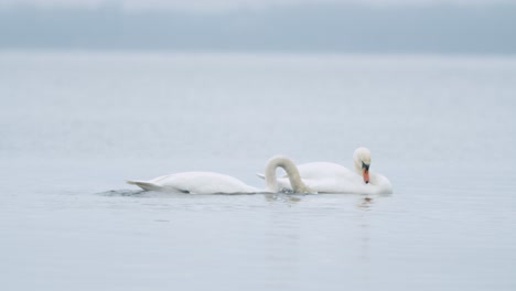 Wild-mute-swan-eating-grass-underwater-closeup-in-overcast-day