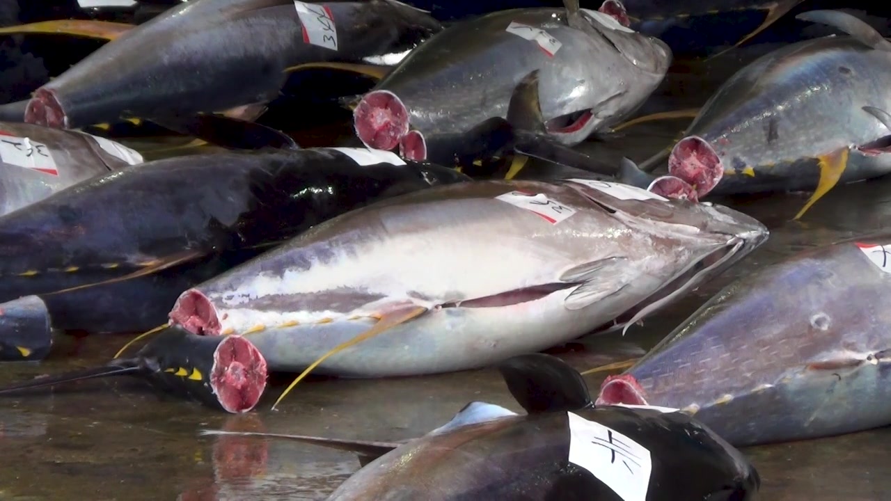 Rare archival footage displaying multiple rows of fresh, massive whole Tuna laid out across the wet concrete floor of the Tsukiji market in Kii-Katsuura, Japan. Captures an authentic, high-value seafo