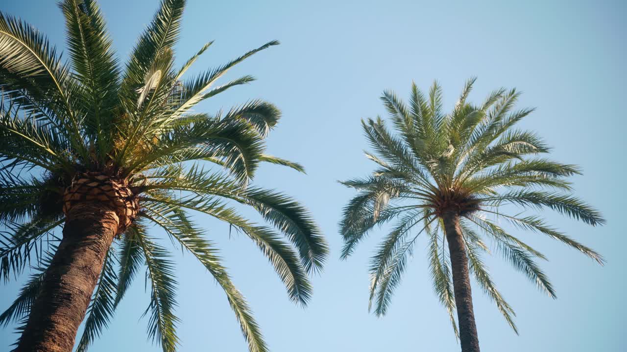 Alte palme viste dal basso contro un cielo sereno