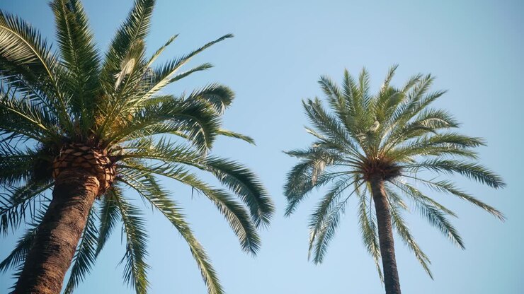 Tall palm trees viewed from below against clear sky