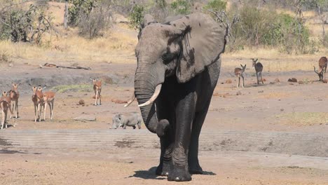 an elephant bull walking away from a waterhole and taking a dust bath, kruger national park