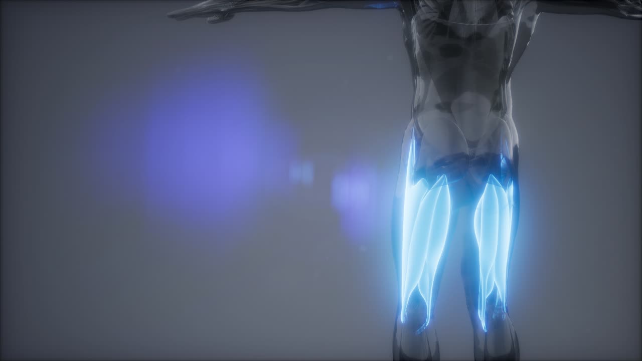 허 ⁇ 지 근육 - 눈에 보이는 근육 해부학 지도