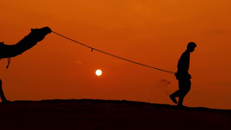 cameleers, camel drivers at sunset. thar desert on sunset jaisalmer, rajasthan, india.