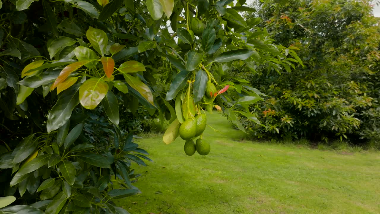 un manojo de aguacates cuelga bajo en el árbol debajo de hojas verdes brillantes, día nublado
