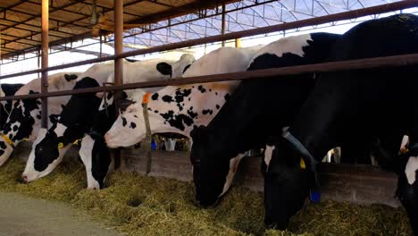 turkey, on the cow farm, cows eating, milking cows, milking, milk