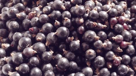 blackcurrant close up background. superfood with high nature antioxidant content. ascorbic acid and vitamin c. smooth rotation.