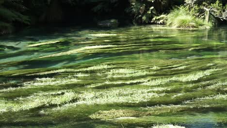 water plants in pristine clear blue spring putaruru, new zealand