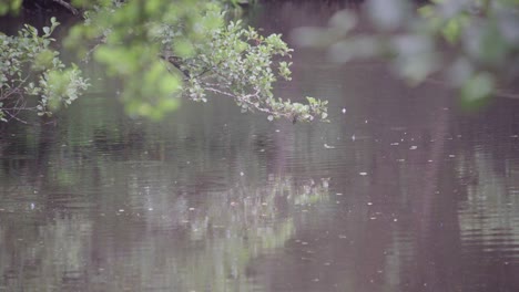 light rainfall hitting the surface of water in a pond