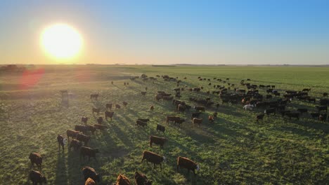large herd of cows and evening sun over pampas field, aerial push-out