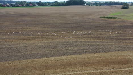 Eine-Große-Gruppe-Von-Kranichen,-Die-Auf-Der-Suche-Nach-Nahrung-über-Ein-Gemähtes-Feld-Fliegen