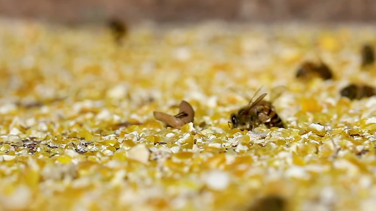 옥수수 가루를 모으는 유럽 꿀벌, 꽃이 거의 없기 때문에 곡물 가루가 꽃가루를 대체합니다.