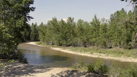 Aerial-video-entering-through-trees-and-flying-over-a-river-in-the-forest