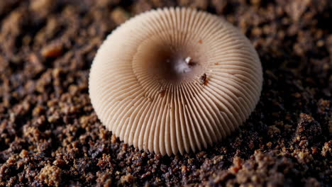 close-up of a mushroom cap and gills on soil