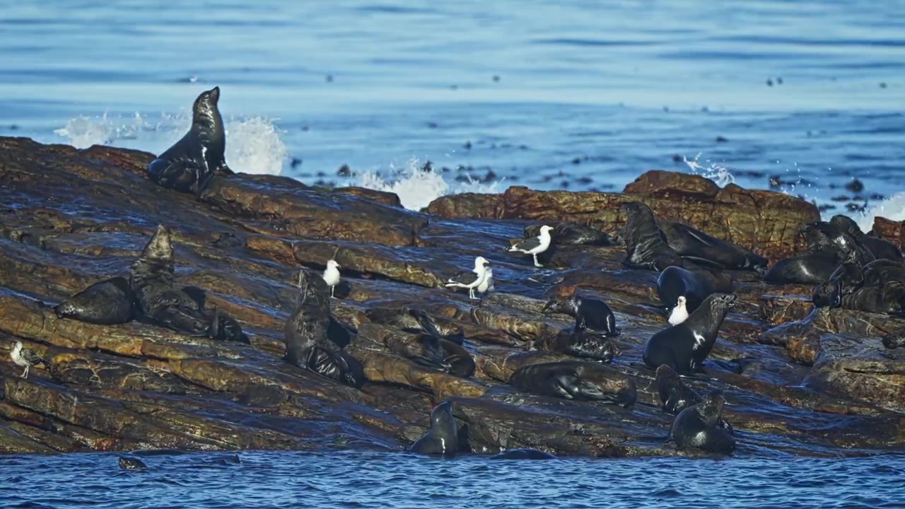 Grupper av kappebjørnesel og kystfugler deler en steinete kystlinje ved havet i Cape Town, Sør-Afrika, og viser forskjellige dyrearter som okkuperer det samme marine habitatet.