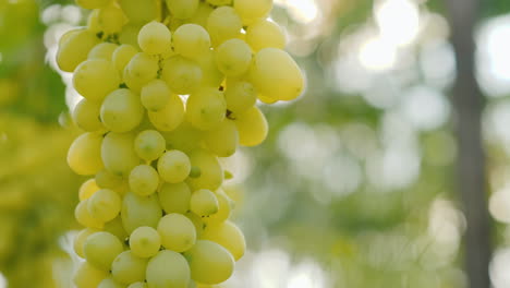 The-Sun-Shines-On-Juicy-Bunches-Of-Grapes-Ripe-Grapes-Before-Harvest