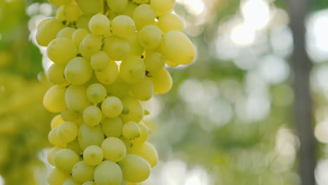 El-Sol-Brilla-Sobre-Racimos-Jugosos-De-Uvas-Uvas-Maduras-Antes-De-La-Cosecha