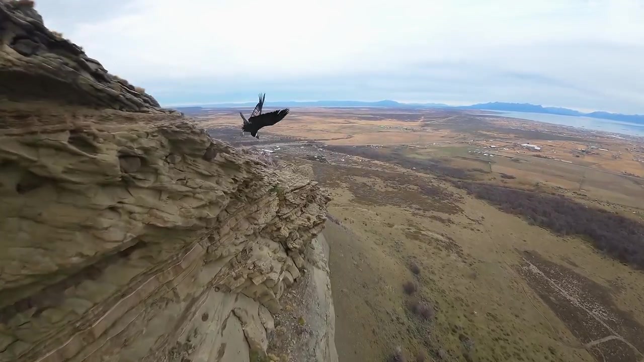 Un drone FPV sorvola un condor andino che plana lungo le scogliere del Cerro Dorotea, con vista su Puerto Natales, Regione di Magellano, Patagonia cilena
