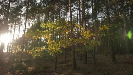 Naturlandschaften-Im-Tiefen-Wald