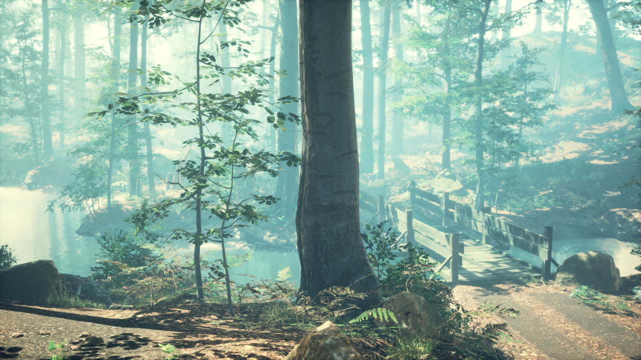 부드러운  ⁇ 빛과 함께 안개 숲