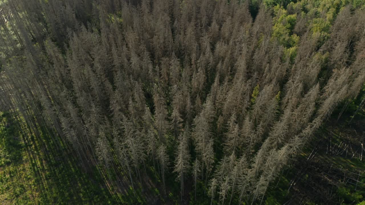fotografía de avión no tripulado de un bosque de abeto seco muerto golpeado por un desastre de escarabajo de corteza en el campo checo, isla en forma de corazón en el lago en el fondo