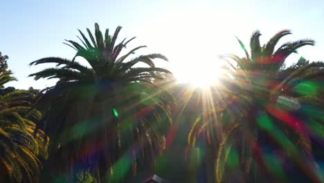 Drone-shot-of-palm-trees-panning-left-during-golden-sunset-hour-with-sun-peeking-through-palm-trees-and-clear-blue-skies-in-Los-Angeles,-California-park-with-small-roof-view-of-picnic-building