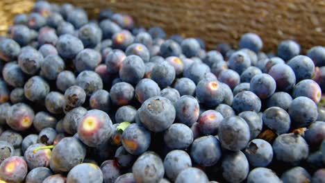 Blueberries-in-basket-4k