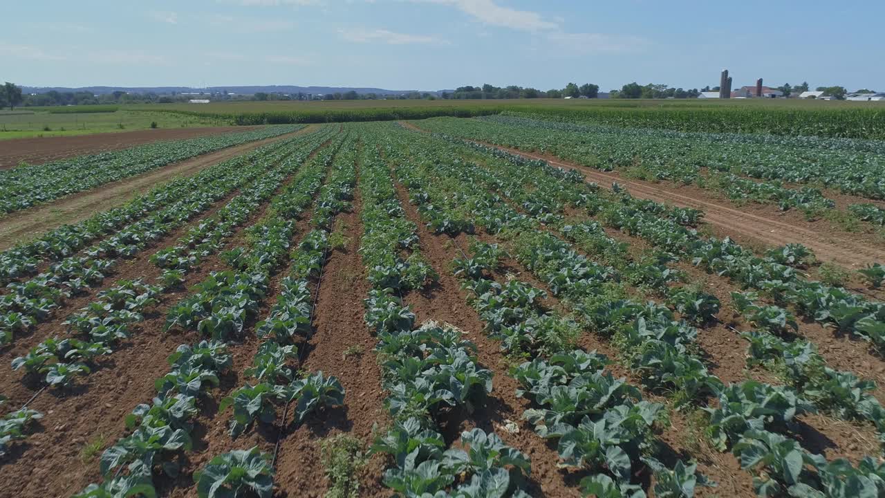 una vista aérea de cerca de las tierras de cultivo amish y el campo con campos de cultivo verdes en un día soleado de verano
