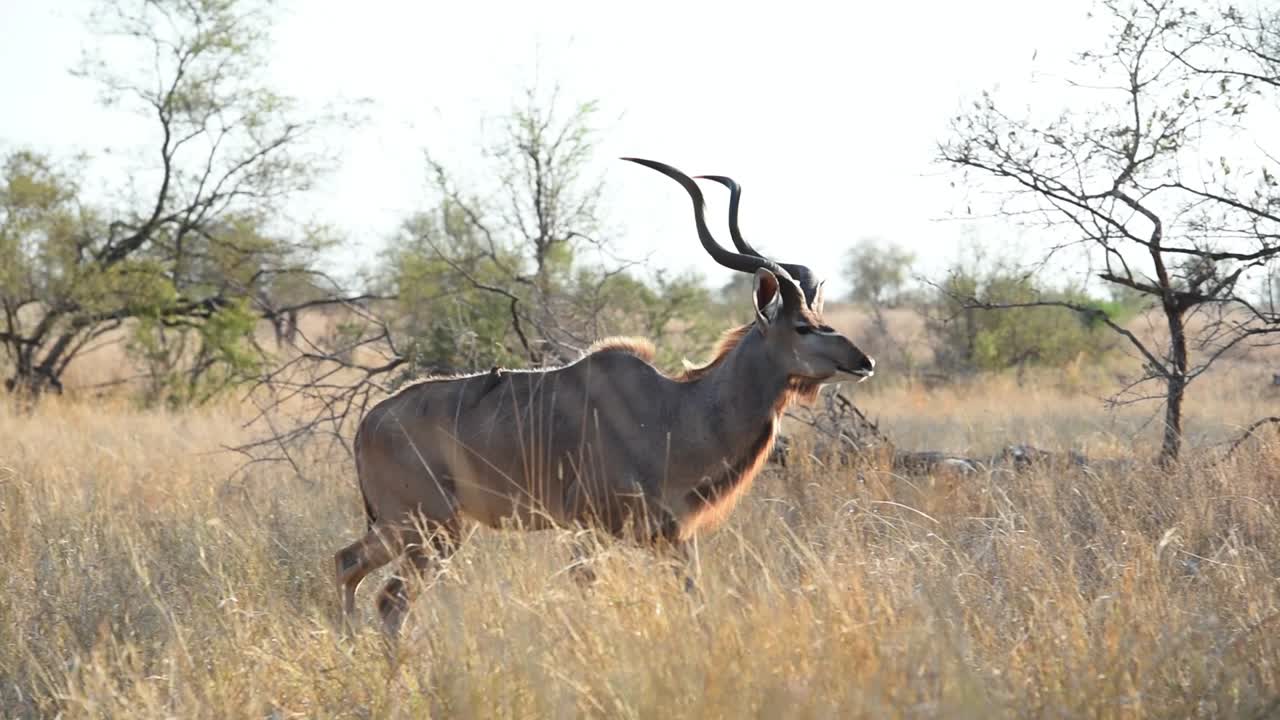 A wide shot of a kudu bull walking through the frame in the dry grassland of Kruger National Park